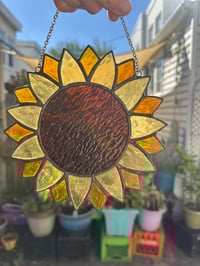 Image 3 of Sunflower 🌻