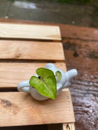 Image 4 of Arrowhead Vine in Small White Elephant