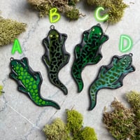 Image 2 of Green Spotted Salamanders