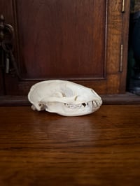 Image 2 of asian badger skull