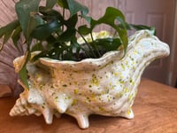 Image 3 of Mini Monstera in Glazed Conch Shell