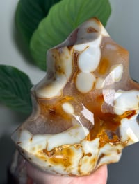 Image 2 of XL ORCA CARNELIAN FLAME -MADAGASCAR-