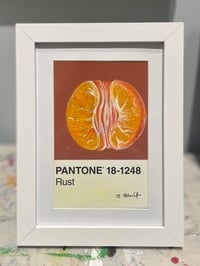 Image 2 of Exposed Orange Pantone