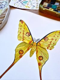 Image 4 of Comet Moth GOLDEN DUST COLLECTION ORIGINAL ARTWORK