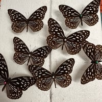 Butterfly Pinning Workshop  EVENING of Tues 27th may 5pm - 8.30 / 9pm