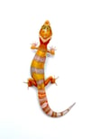 Giant High Contrast Tangerine (Tremper) 