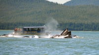 Image 2 of Whale watch Tour 
