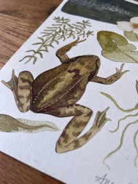 Image 2 of Frog Original Watercolour Painting