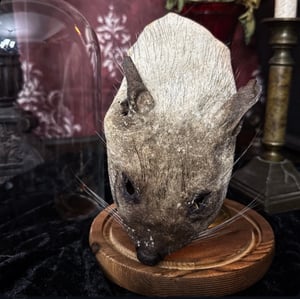 Image of Chupacabra