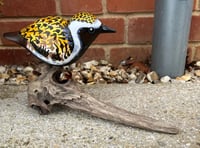 Image 5 of Golden Plover