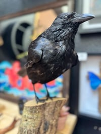 Image 3 of Taxidermy Crow 3