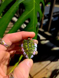 Image 3 of Mini variegated monstera pendant (uv reactive).
