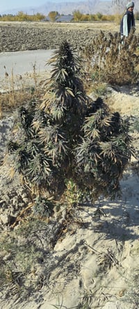 Image 2 of Sovereign Farmers - Toba Ranges 24’ Durand Line - Selection #4