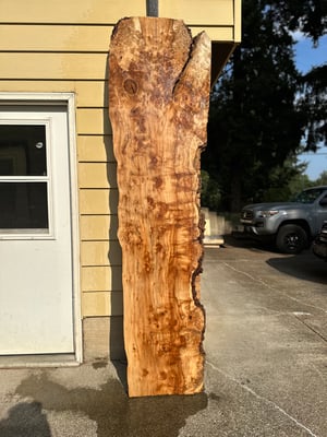 Silver maple 7