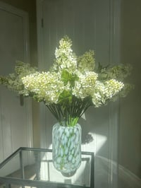 Image 1 of CONE HEADED HYDRANGEA 