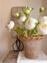 Image 1 of Soft White Luxury Ranunculus Bouquet ( 6 included )