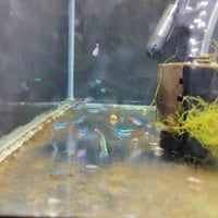 Image 3 of Neon Tetra