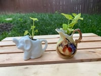 Image 2 of Arrowhead Vine in Small White Elephant