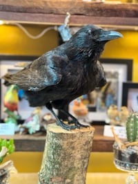 Image 3 of Taxidermy Crow  2