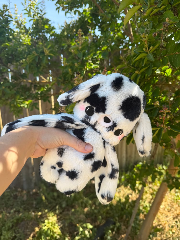 Image of dalmation baby