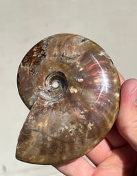Image 8 of Purple Iridescent Ammonite Shell Fossil | Madagascar #3063