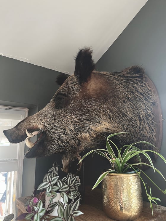 Image of Taxidermy Wild Boar 