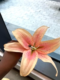 Image 2 of pink lily clip