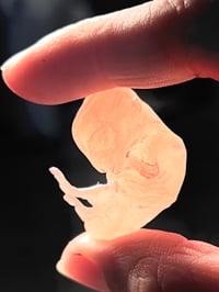 Image 3 of Hare embryo death cast small 