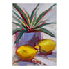 Lemons and Succulent