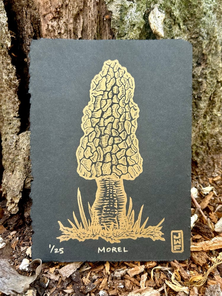 Image of The Fungus Among Us: Monthly Mushroom series