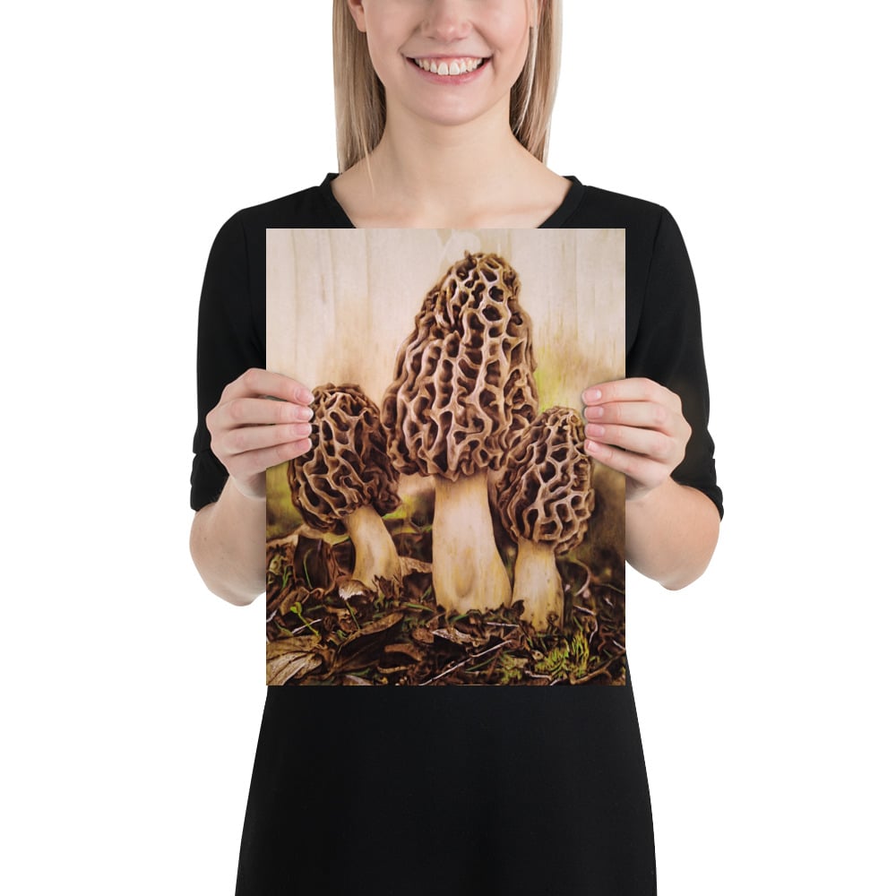 Photo Print: Morel Mushrooms