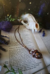 Image 3 of Harvest Moon Acorn 