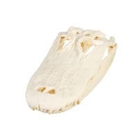 Image 2 of Real American Alligator Skull