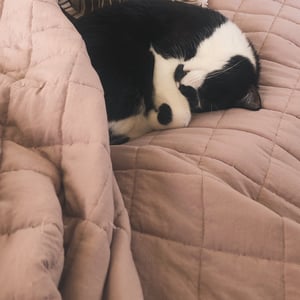 Image of Animal Reiki distance or local 