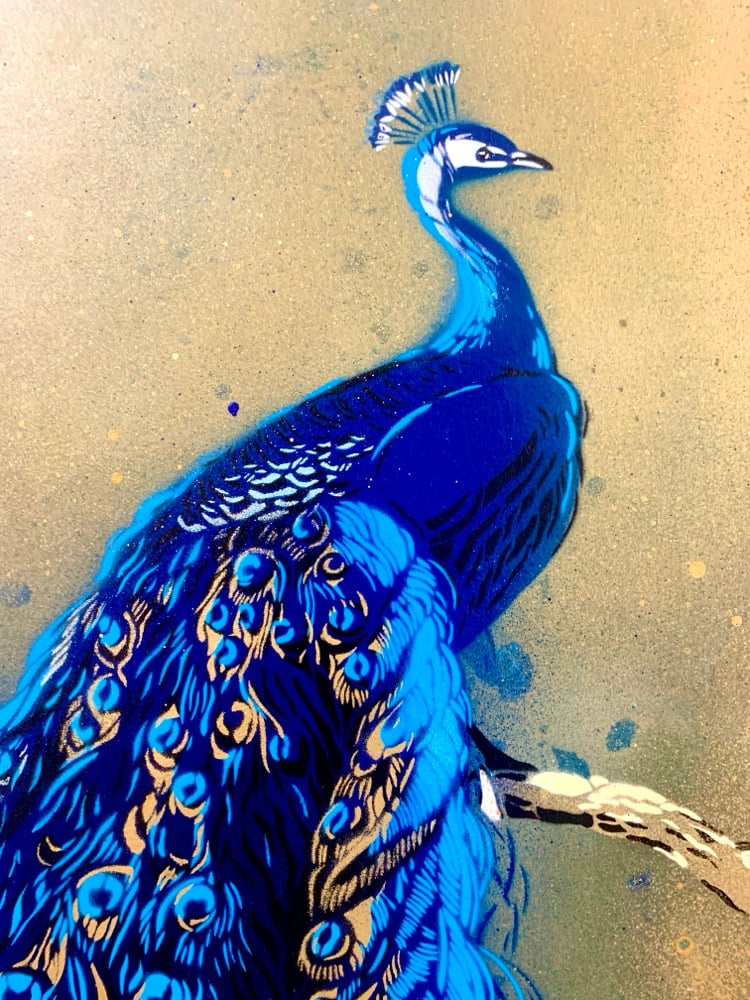 Image of Peacock