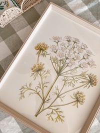 Image 3 of Cow Parsley Framed Print