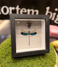 Image 4 of Metalwing Dragonfly 