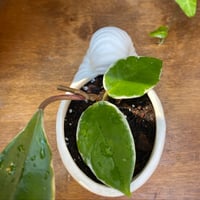 Image 3 of Sea Star Hoya in Sea Shell Pot