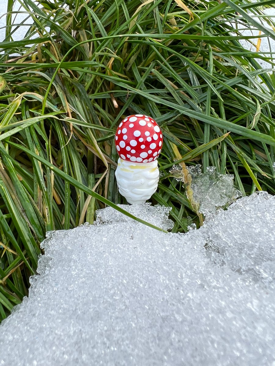 Image of Amanita Muscaria Button Plant Spike 