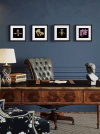 Image 1 of Orchid Studies
