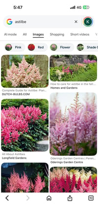 Image 1 of Astilbe mixed pinks - bare root