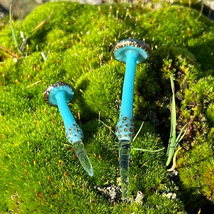 Image of 2 Brown Spotted Blue Mushroom Plant Spikes