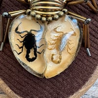 Image 2 of Specimen spider (b, 4x5  inches)