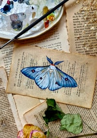 Image 1 of Life in Old Pages Insect n. 57 Ghostly silkmoth
