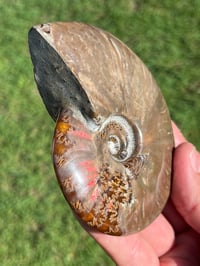 Image 6 of Purple - Rainbow Iridescent Ammonite Shell Fossil | Madagascar #2895