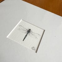 Image 3 of Colour Dragonfly Giclee Prints