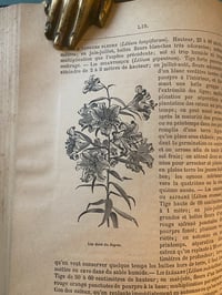 Image 6 of Le jardin d’agrément, L-J.Troncet, édition Larousse, 1908