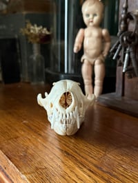 Image 4 of trans-baikal red fox 2