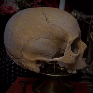 Image of Female Human Skull