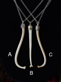 Image 4 of Raccoon Baculum - Necklace 